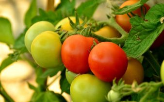 tomatoes-879441_1920-1030x711