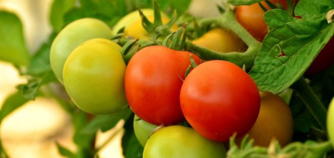 tomatoes-879441_1920-1030x711